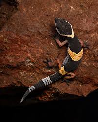 GECKO EAST INDIAN LEOPARD  (Eublepharis hardwickii)
