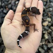 GECKO ELECTRIC BLACK NIGHT (Eublepharis macularius)