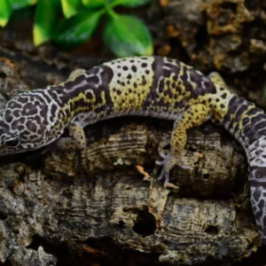 Eublepharis macularius fasciolatus