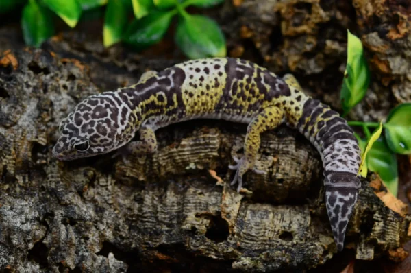 GECKO Eublepharis macularius fasciolatus