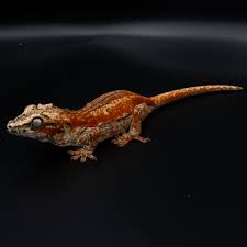 GECKO FANCY GARGOYLE (Rhacodactylus auriculatus)