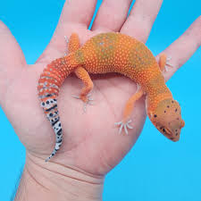 GECKO BLOOD EMERINE HIGH RED (Eublepharis macularius)