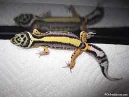 GECKO BOLD STRIPE BANDIT (Eublepharis macularius)