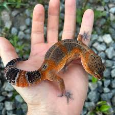 GECKO MANDARIN BLACK NIGHT - LIGHT (Eublepharis macularius)
