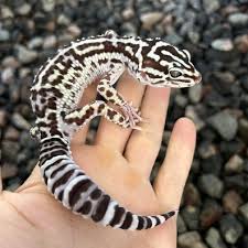 GECKO RANIAN LEOPARD SOLEYMAN LOCALE (Eublepharis angramainyu)