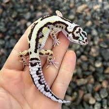 GECKO GEM SNOW BOLD STRIPE (Eublepharis macularius)