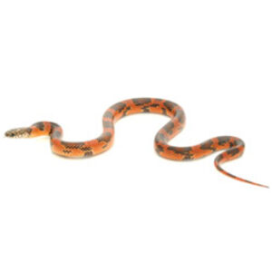 SNAKE GOINI KINGSNAKE (Lampropeltis getula goini)