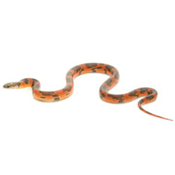 SNAKE GOINI KINGSNAKE (Lampropeltis getula goini)