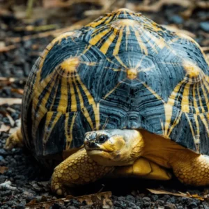 INDIAN STAR TORTOISE (Chelonoidis carbonaria)