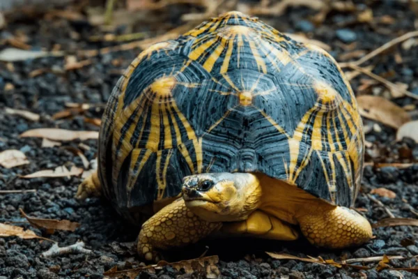 INDIAN STAR TORTOISE (Chelonoidis carbonaria)
