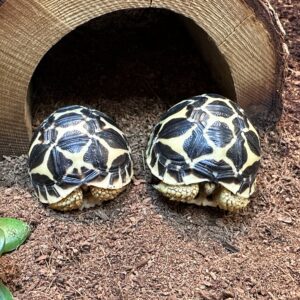 TORTOISE INDIAN STAR (Chelonoidis carbonaria)