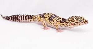 GECKO IRANIAN X LEOPARD  HYBRID (Eublepharis macularius X Eublepharis angramainyu)