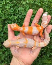 GECKO LAVA BLACK NIGHT (Eublepharis macularius)