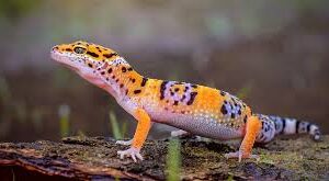 LEOPARD GECKO  KIT (Natural & Bioactive) Med Encloser 36x18x18