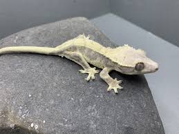GECKO CRESTED - LILLY WHITE (Correlophus ciliatus)
