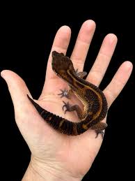GECKO MANDARIN BLACK NIGHT - DARK (Eublepharis macularius)