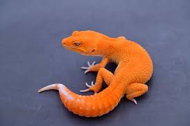 GECKO MANDARIN TANGERINE (Eublepharis macularius)