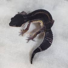 GECKO MELANISTIC DARK (Eublepharis macularius )