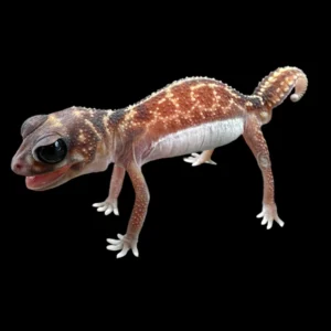 GECKO MIDLINE KNOB-TAILED (Nephrurus vertabralis) - Pair
