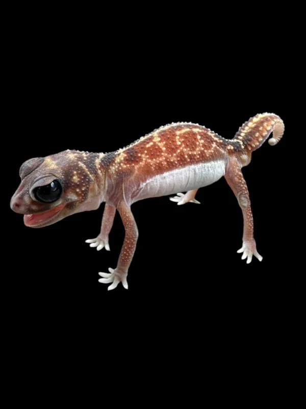 GECKO MIDLINE KNOB-TAILED (Nephrurus vertabralis) - Single Male