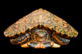 ORNATE WOOD TURTLE (Rhinoclemmys pulcherrima manni)
