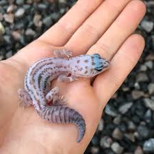 GECKO PATTERNLESS ZULU (Hemitheconyx caudicinctus)