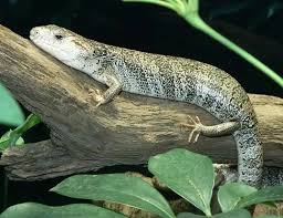 PINK TONGUE SKINK (Hemisphaeriodon gerrardii)