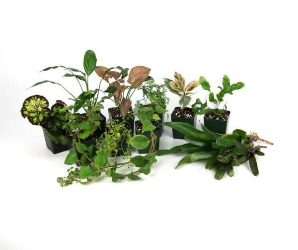 CHAMELEON KIT (Natural & Bio active) - Image 9