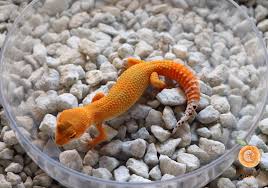 GECKO PUMPKIN (Eublepharis macularius)