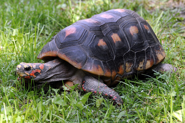 RED FOOTED TORTOISE