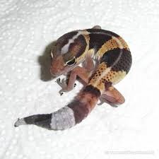 REGULAR/STRIPED FAT TAILED GECKO (Hemitheconyx caudicinctus)