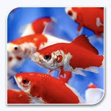 SARASA COMET GOLDFISH (Carassis Auratus) 3-4 inches