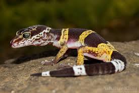 GECKO SATPURA LEOPARD GECKO (Eublepharis hardwickii)