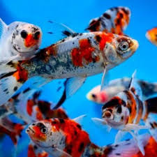 SHUBUNKIN GOLDFISH (Carassius Auratus) LRG 5-6 Inches