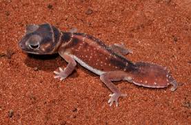 GECKO SMOOTH KNOB-TAILED (Nephrurus levis levis) PAIR