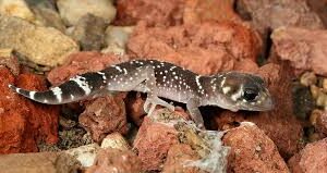 GECKO THICK TAILED (Underwoodisaurus milii) - Pair