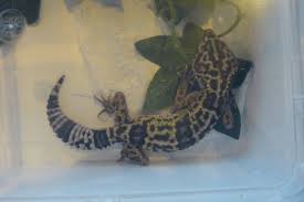 GECKO TURKISH LEOPARD  (Eublepharis turcmenicus)