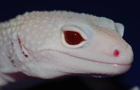 GECKO WHITE KNIGHT (Eublepharis macularius)