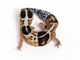 GECKO WHITE OUT FAT TAILED  (Hemitheconyx caudicinctus)