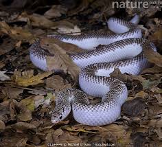 SNAKE WHITE SIDED AXANTHIC BROOKS KING (Lampropeltis getula brooksi)