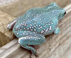 FROG WHITE'S TREE  - SNOWFLAKE (itorea caerulea)
