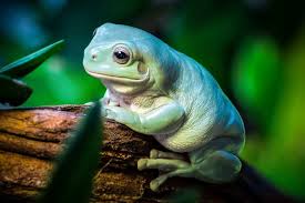 FROG WHITE'S TREE (Litorea caerulea)