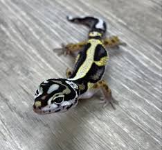 GECKO XTREME BOLD STRIPE (Eublepharis macularius)