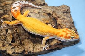 GECKO XTREME EMERINE CARE GUIDE (Eublepharis macularius)