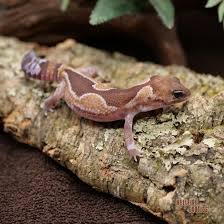 GECKO ZULU (Hemitheconyx caudicinctus)