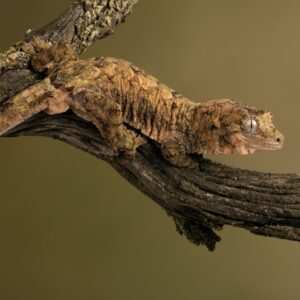 GECKO MAINLAND CHAHOUA
