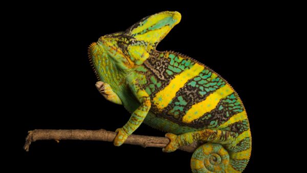CHAMELEON VEILED (Chamaeleo calyptratus)