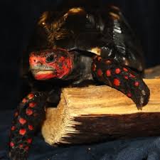 BLACK CHERRY RED FOOTED TORTOISE (Chelonoidis carbonaria)