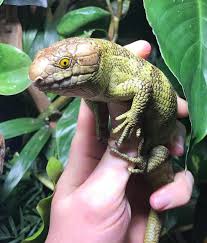 MONKEY TAILED SKINK (Corucia zebrata)