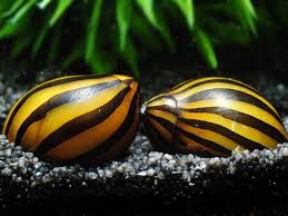 ZEBRA SNAIL (VITTINA NATALENSIS)